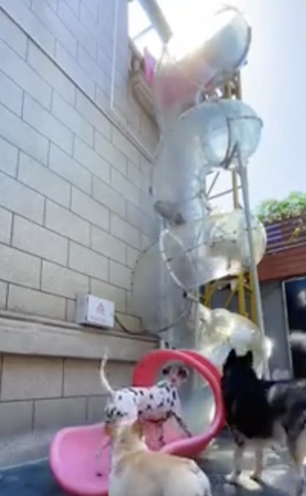 출처 : Reddit / 친구들을 확인하는 듯 미끄럼틀 안을 보는 달마시안과 친구들