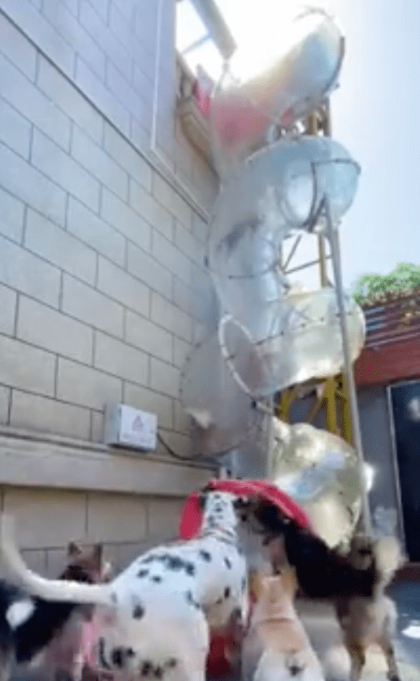 출처 : Reddit / 친구들이 잘 내려오는 지 확인하는 강아지들