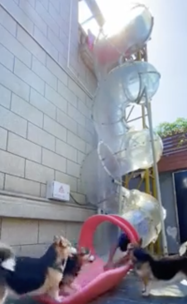 출처 : Reddit / 유치원 선생님까지 미끄럼틀 타기 완료!