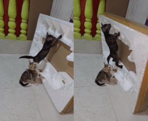 스티로폼 박스에 빠진 아기 고양이들, 대혼란 발생!