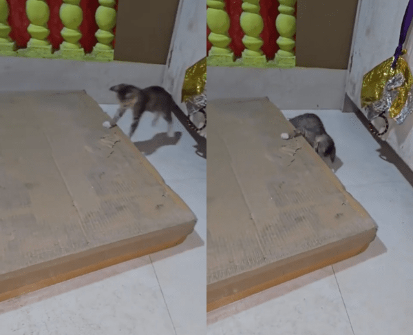 출처 : Reddit / 박스 반대편에 있던 아기 고양이