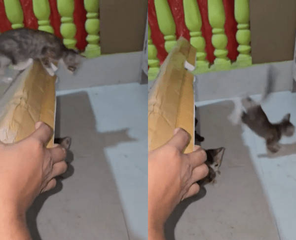 출처 : Reddit / 박스를 들어올리는 집사와 박스에서 뛰어내려오는 아기 고양이