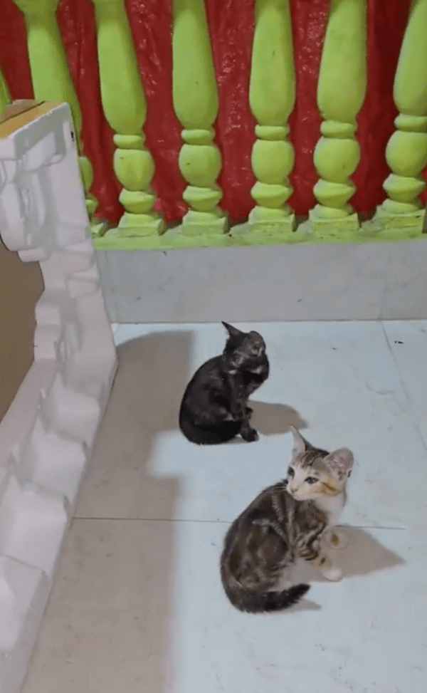 출처 : Reddit / 박스를 들어올리자 앉아 있었던 아기 고양이들의 모습