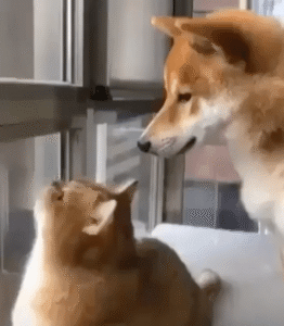 흥분한 고양이와 이를 걱정하는 시바견…SNS 뒤집은 반려동물 케미!