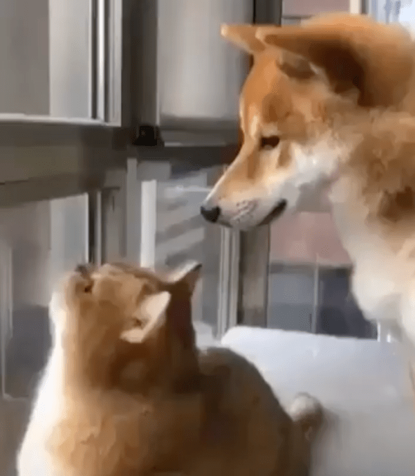 출처 : Reddit / 캣닢을 먹은 듯한 고양이와 고양이를 보고 있는 시바견