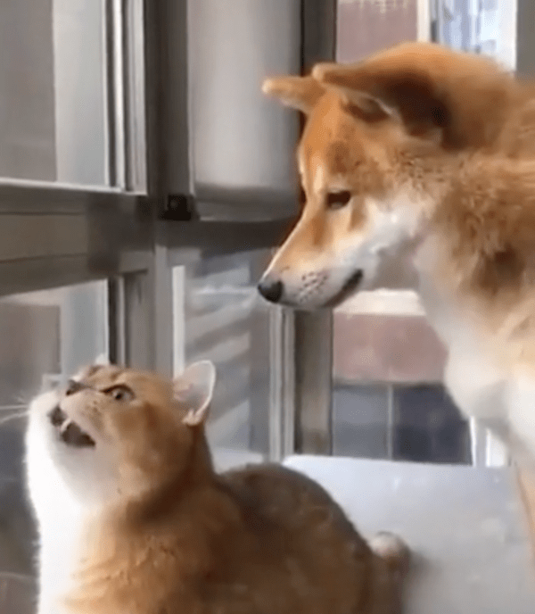 출처 : Reddit / 너무 신나 채터링 중인 고양이와 그가 걱정되는 시바견