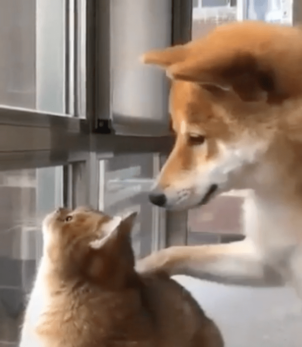 출처 : Reddit / 너 괜찮개?