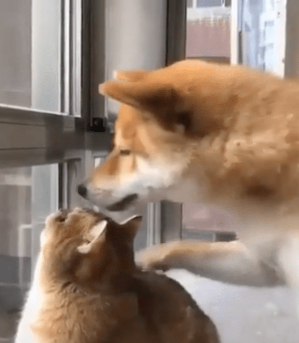 출처 : Reddit / 이상한 소리 내지 말고 좀 진정하개...