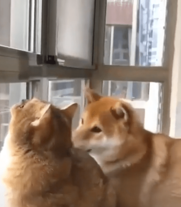 출처 : Reddit / 시바견이 건드려도 신경 쓰이지 않는 고양이