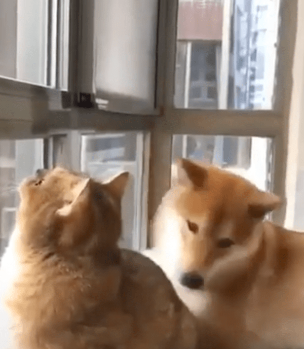 출처 : Reddit / 내가 옆에 있어 주겠다개...