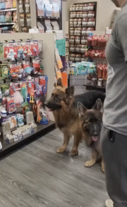 간식을 앞에 두고 멈춘 두 셰퍼드, 주인 허락 기다리는 ‘레전드 모먼트’ 화제