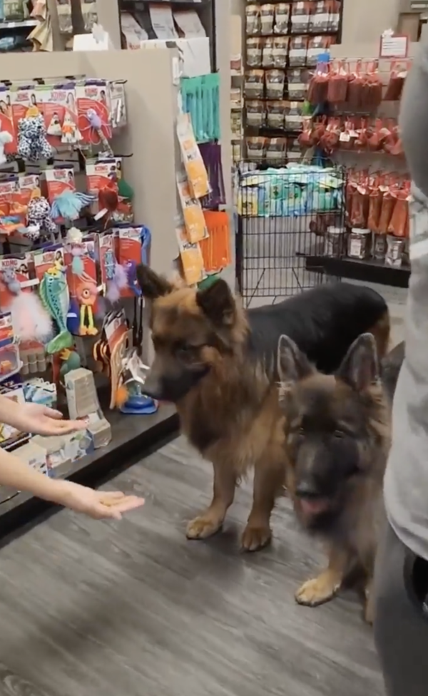 출처 : Reddit / 간식을 주려는 반려동물 용품점 점원, 그리고 그 앞의 두 강아지
