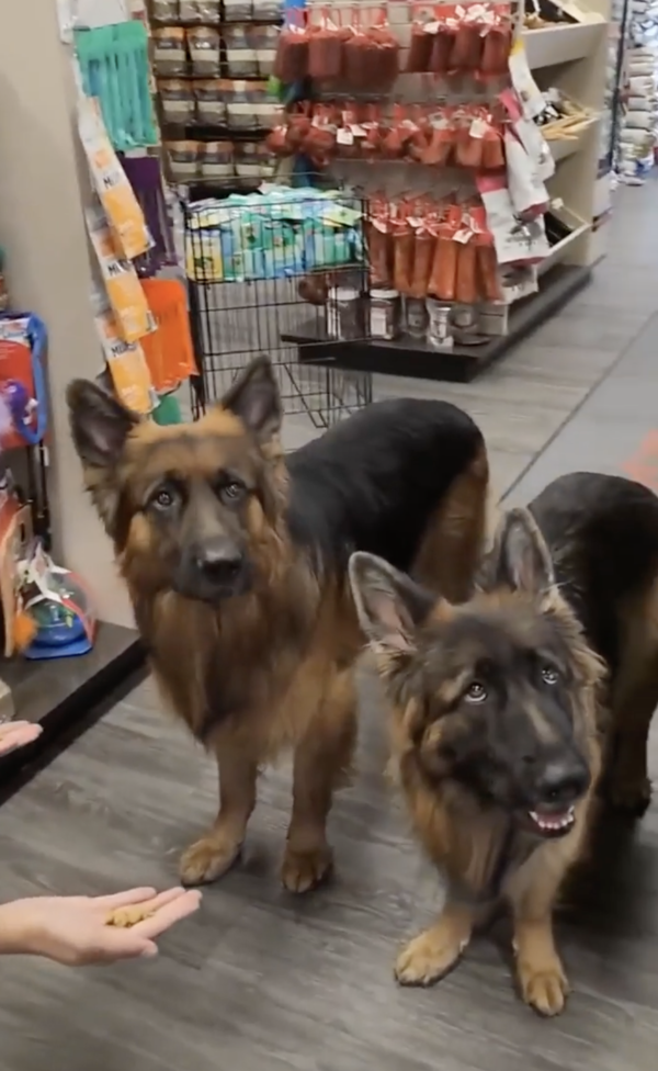 출처 : Reddit / 간식 먹어도 되나요...?