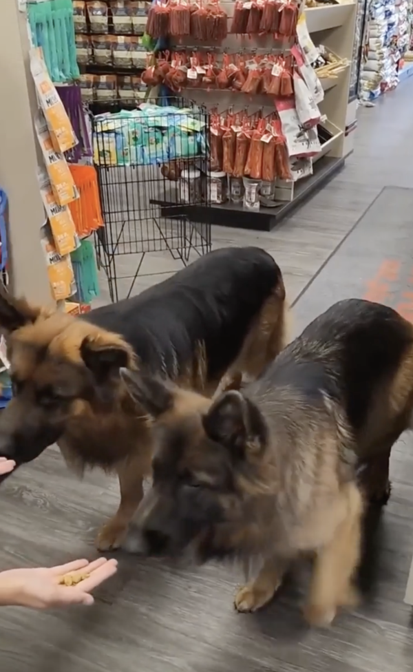 출처 : Reddit / 허락 받자 마자 간식으로 향하는 두 셰퍼드