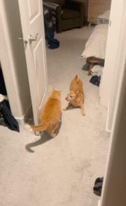 2년 반의 어색한 동거! 강아지의 집착 vs 고양이의 철벽 방어