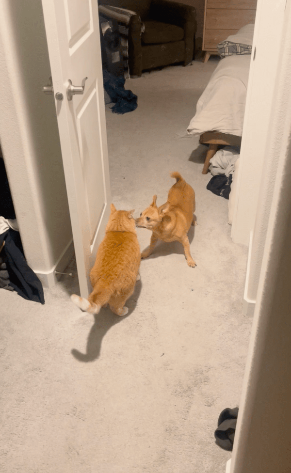 출처 : Reddit / 나랑 안놀거개? 우리 2년반이나 같이 살았개!