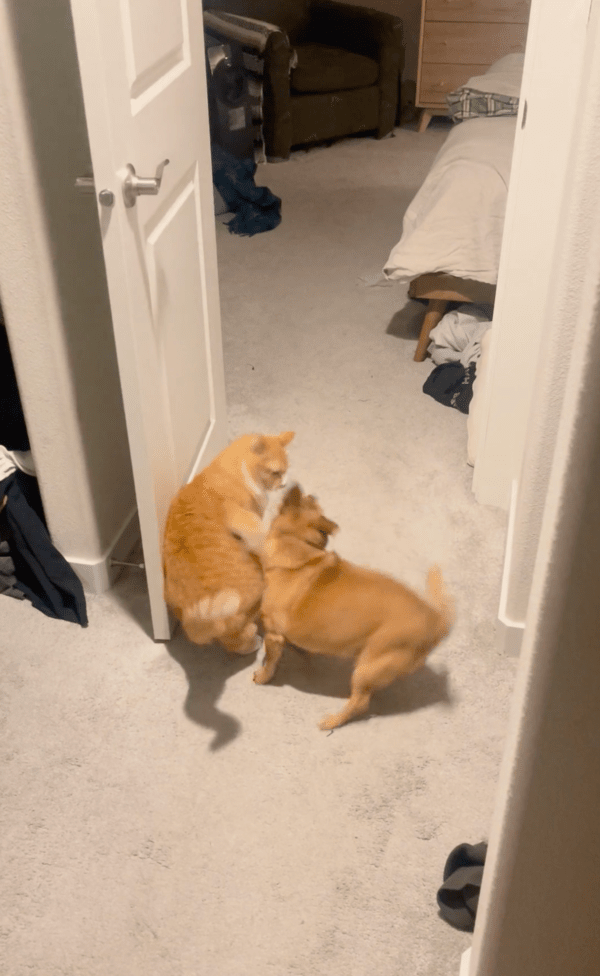 출처 : Reddit / 저리 가라냥! 너랑 놀기 싫다냥!