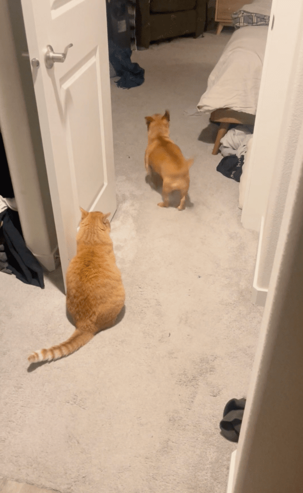 출처 : Reddit / 아니 놀기 싫으면 놀기 싫은거지 왜 냥펀치를 날리개?