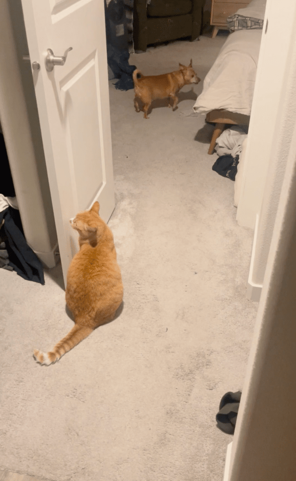 출처 : Reddit / 흥, 몇년을 같이 살아도 너랑 놀지 않을거다냥!