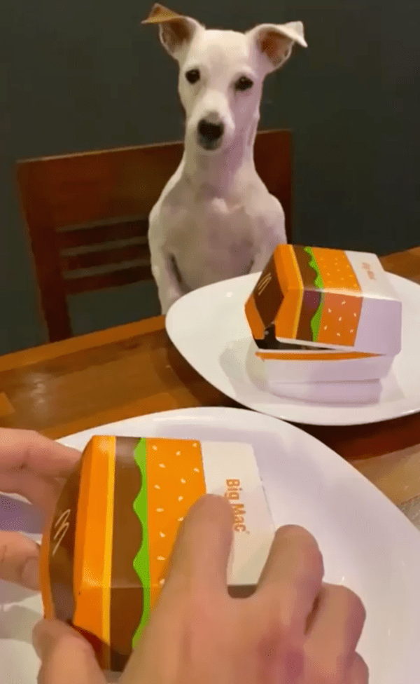 출처 : Reddit / 주인과 함께 햄버거를 먹으려고 기다리는 강아지