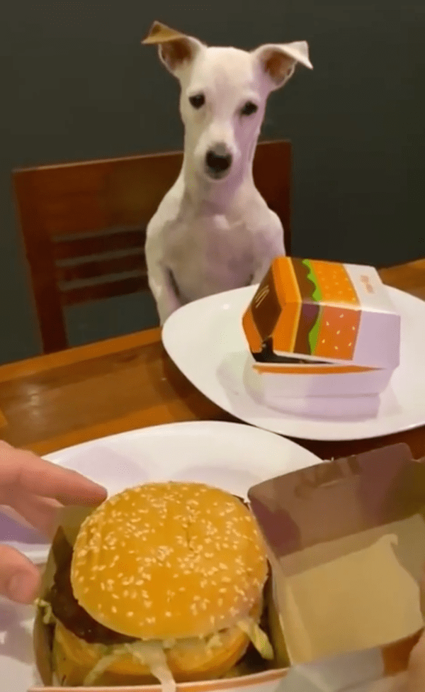 출처 : Reddit / 주인의 큰 햄버거를 바라보고 있는 강아지