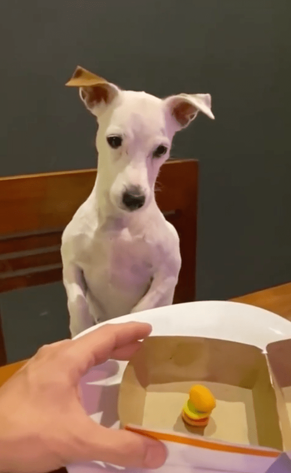 출처 : Reddit / 박스를 열자 놓여있던 건 햄버거 모양 젤리