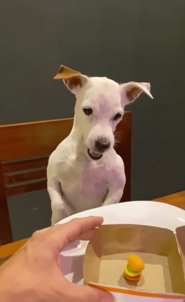 출처 : Reddit / 작은 햄버거 모양 젤리를 보자 화가 난 강아지