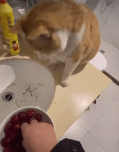 체리 꼭지 전문 집사 고양이?! 영상 하나로 난리 난 이유!