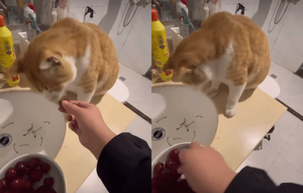 출처 : Reddit / 체리 꼭지 따는 고양이 본 적 있냐옹?