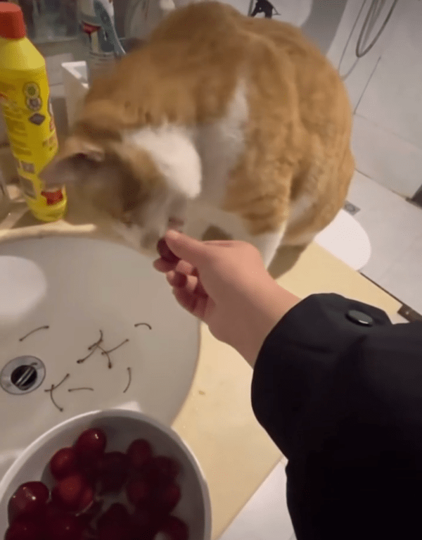 출처 : Reddit / 이 집 체리 꼭지는 내가 딴다옹~