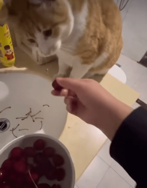 출처 : Reddit / 체리가 좀 많은 것 같다옹...?