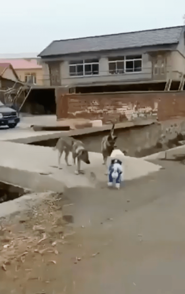 출처 : Reddit / 중형견 두마리에게 다가가는 비숑