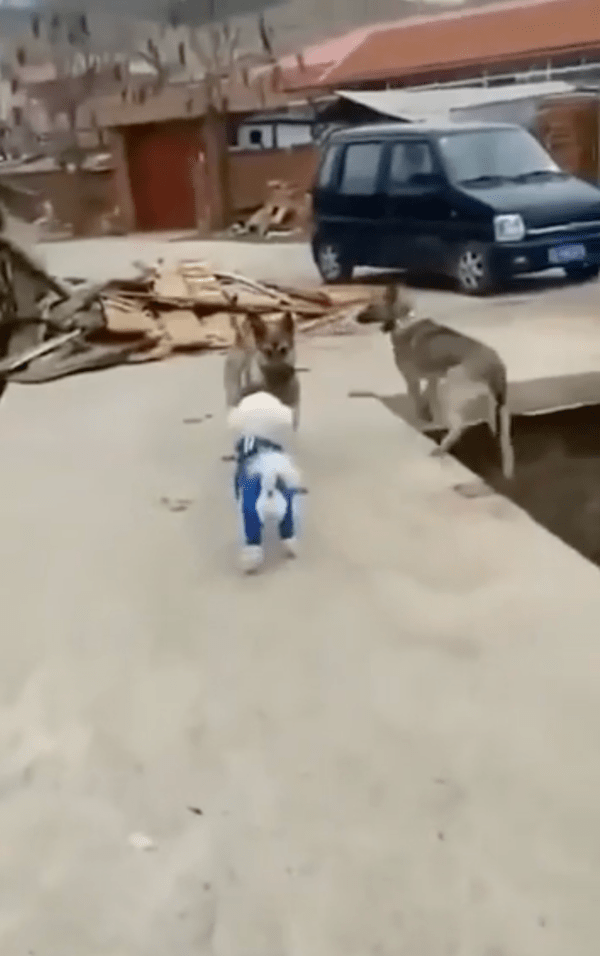 출처 : Reddit / 뒷걸음질 치다 결국 다리 옆으로 떨어지는 중형견