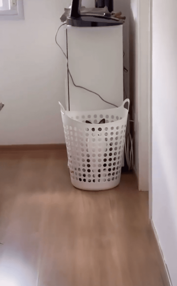 출처 : Reddit / 빨래 바구니 안에 있는 건 무엇이지?