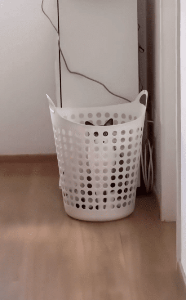 출처 : Reddit / 구멍사이로 다 지켜보고 있다냐옹...