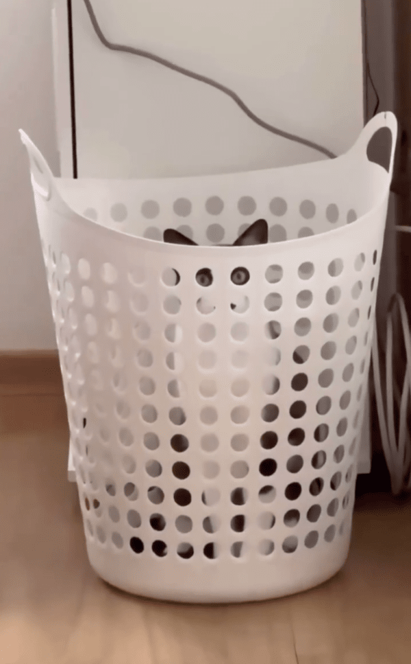 출처 : Reddit / 나 몰래 뭐 먹을 생각 하지 말라옹...