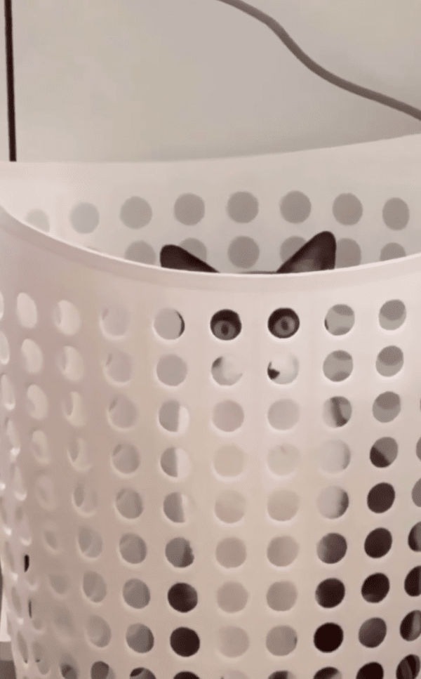 출처 : Reddit / 지켜보고있다옹... 나 몰래 뭐 먹지 말라옹...