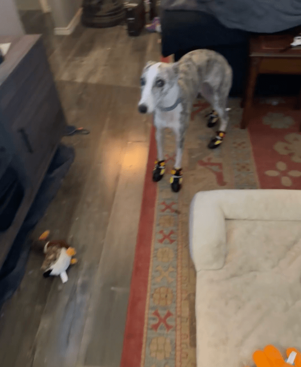 출처 : Reddit / 신발을 신기자 살짝 고장이 난 듯한 휘핏