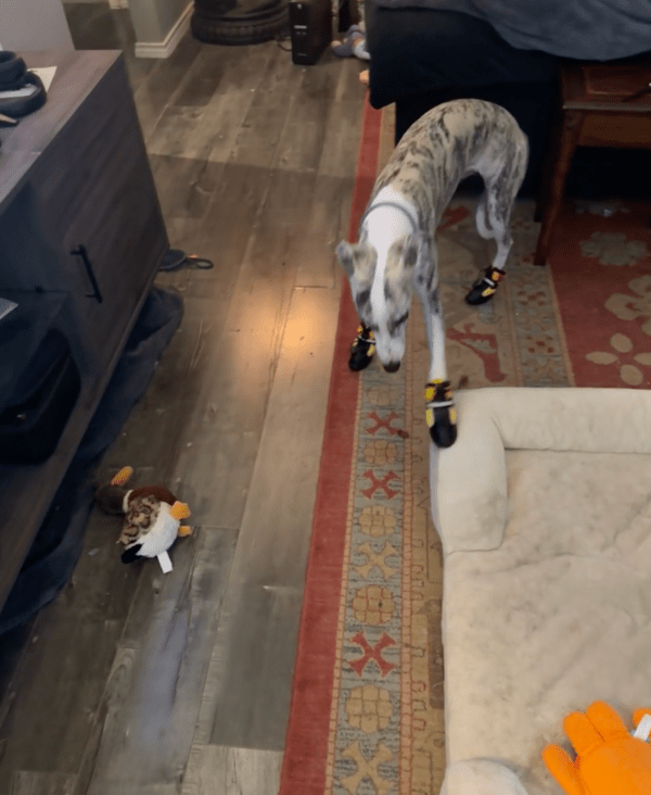 출처 : Reddit / 삐딱하긴 하지만 앞으로 걷고 있는 휘핏