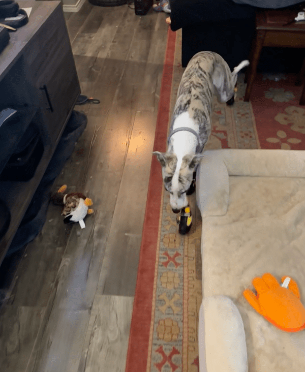 출처 : Reddit / 내 뒷발에 붙어 있는 이것 좀 떼주개...