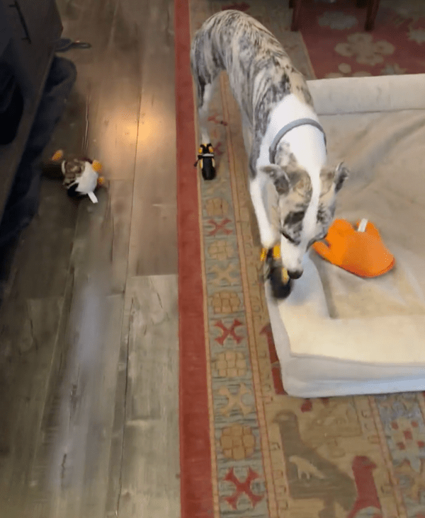 출처 : Reddit / 불편하긴 하지만 앞으로 나갈 수는 있는 휘핏