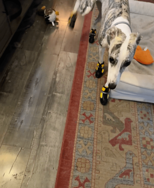 출처 : Reddit / 나한테 도대체 무얼 신긴거개?