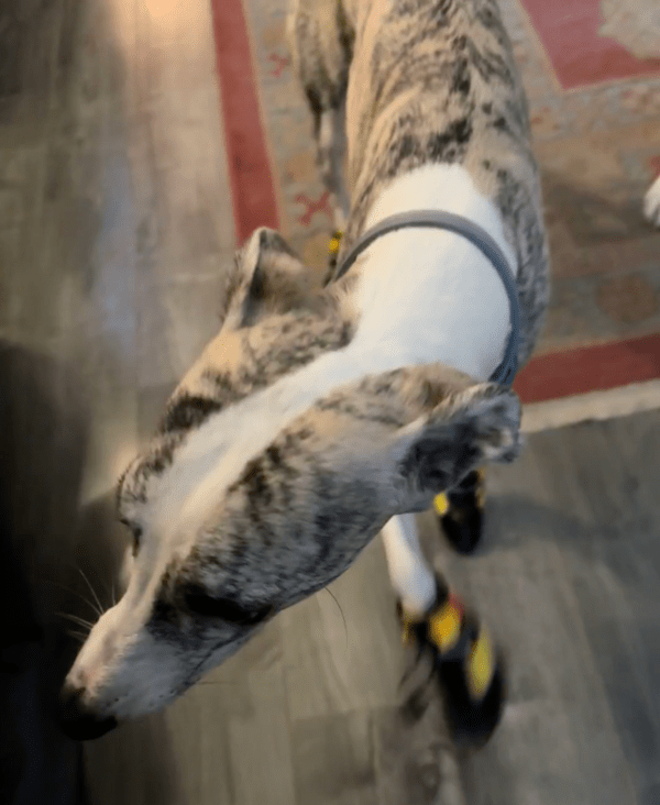 출처 : Reddit / 불편하지만 신발 신어야 하는 걸 알지 모르겠는 휘핏