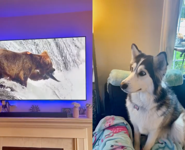 출처 : Reddit / 곰이 나오는 영상을 뚫어져라 보고 있는 허스키