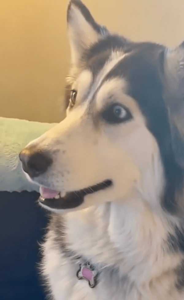 출처 : Reddit / 곰이 연어를 잡아 먹자, 입을 벌리는 허스키