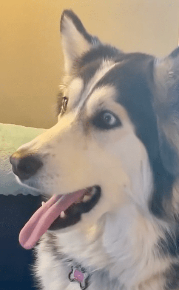 출처 : Reddit / 나도 저렇게 입 벌려서 연어 먹고 싶개!