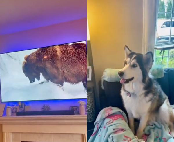 출처 : Reddit / 곰을 보고 예습하는 듯한 허스키