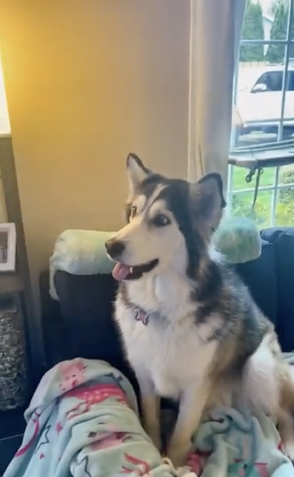 출처 : Reddit / 곰이 연어 먹는 영상을 보고 공부하는 듯한 허스키