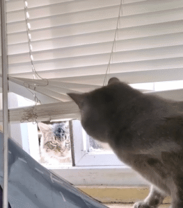 창문 너머 고양이들의 뜨거운 한 판 대결! 누가 이길까?