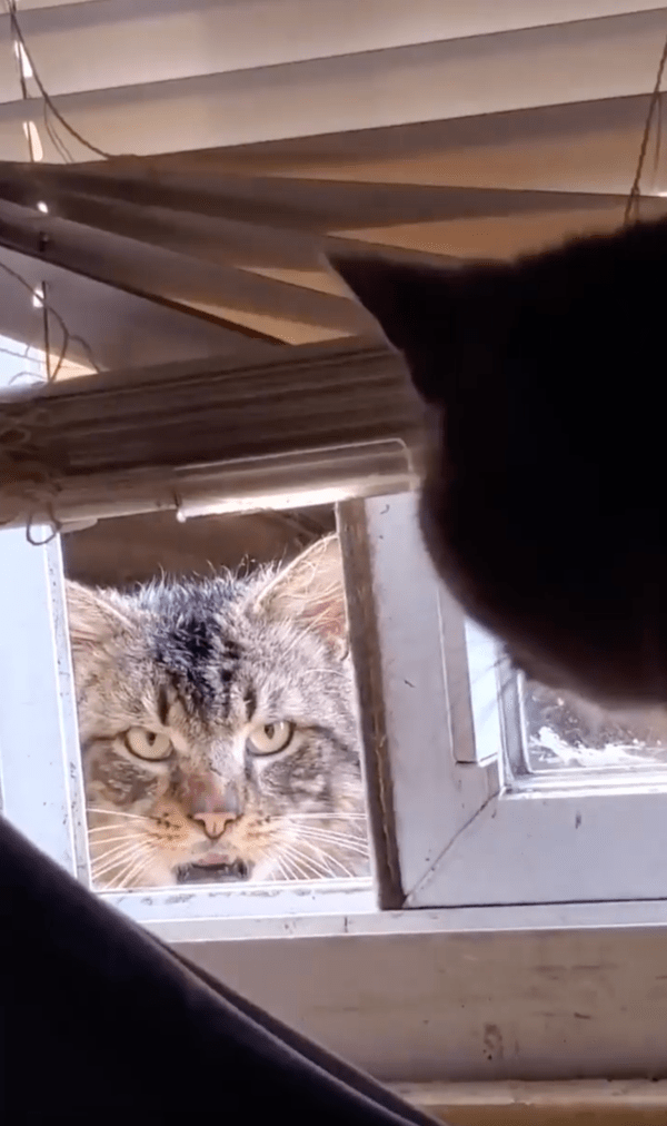 출처 : Reddit / 나와서 나와 싸우자냐옹...